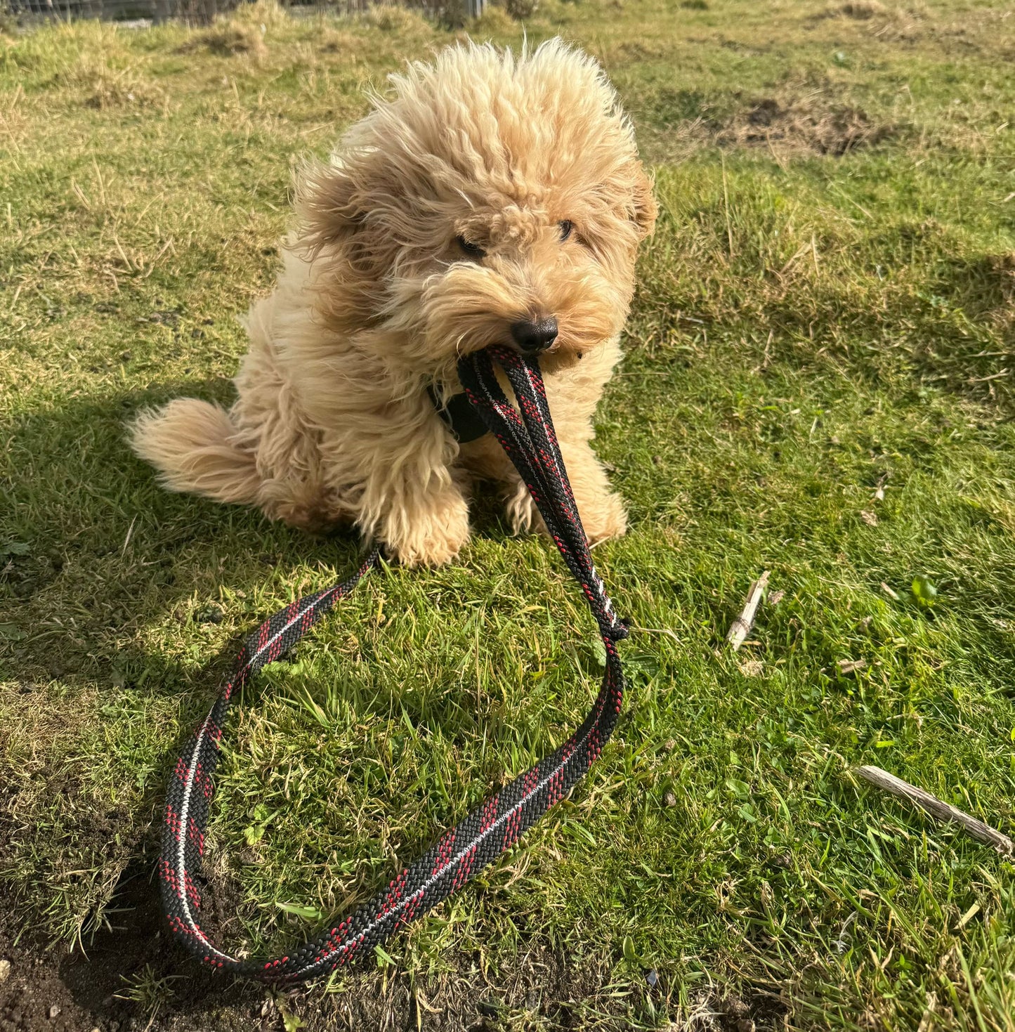 Climbing Rope Dog Lead Black & Red