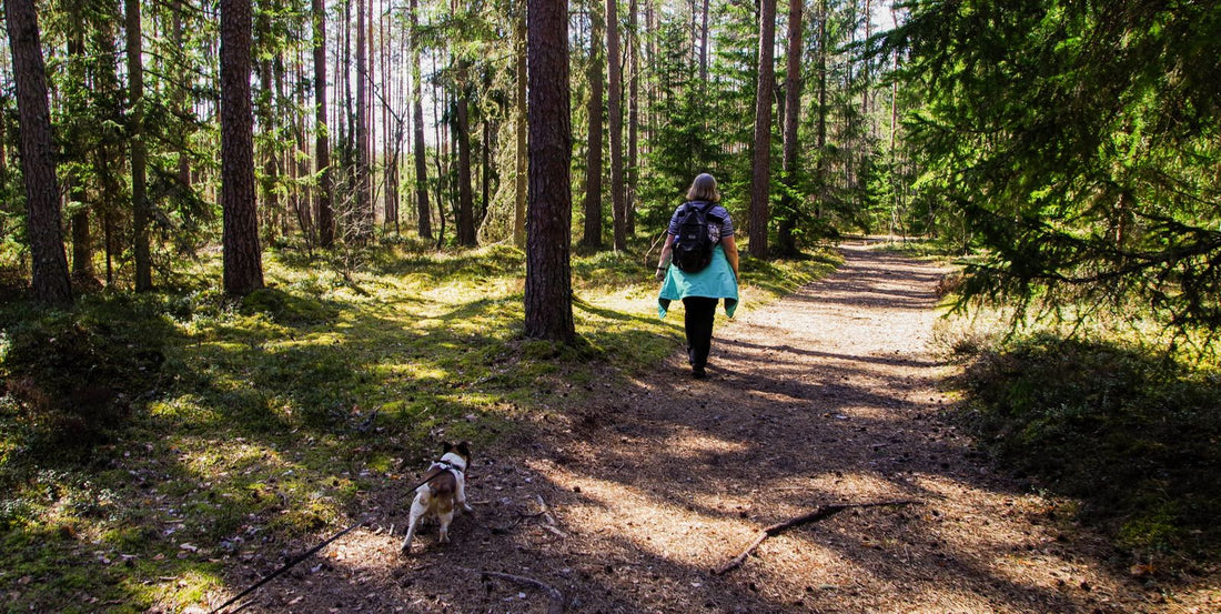 A woman walking her dog on a lead along a sunlit forest trail