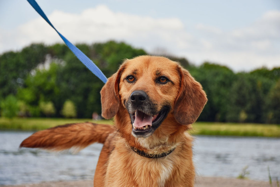 A brown dog on a lead standing in front of a forest and a lake