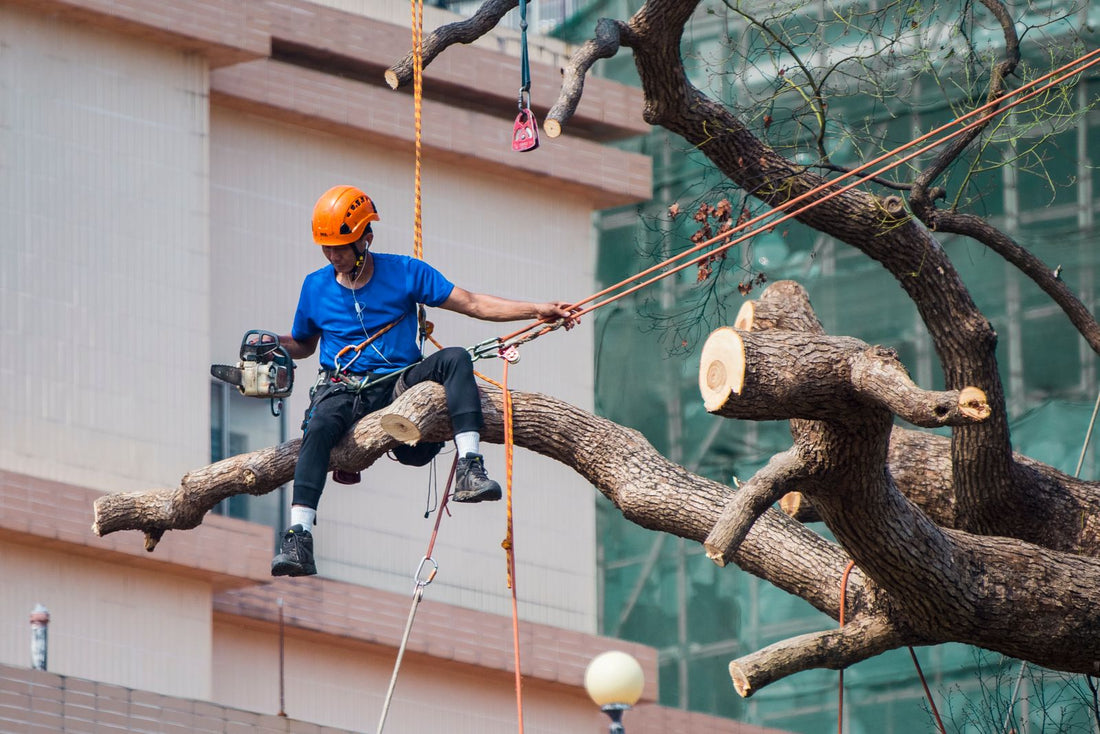 A tree surgeon roped into a tree using a chainsaw to prune branches