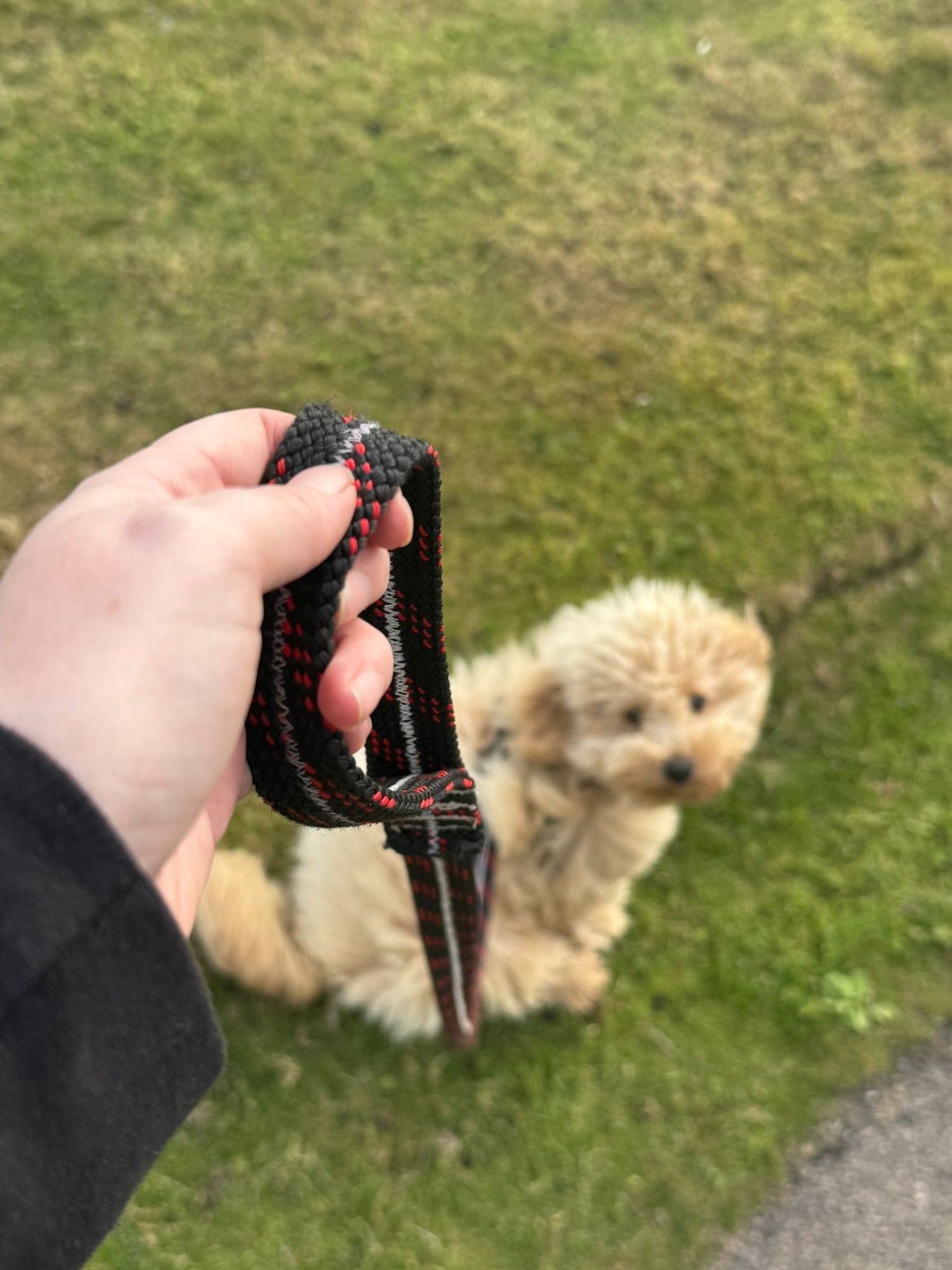 Recycled climbing rope dog lead